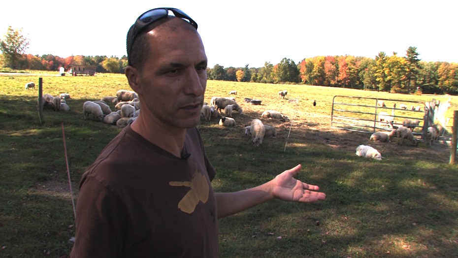 Khalid Showing Lamb Pasture