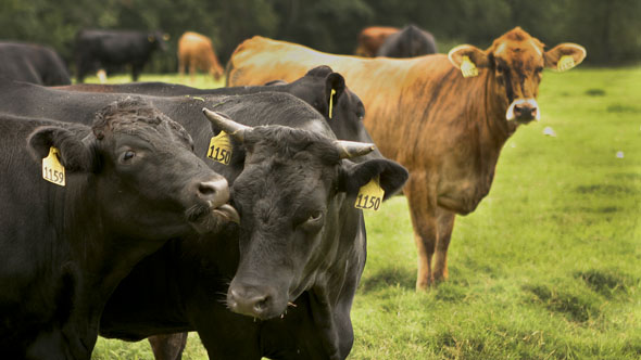 Cows, White Oak Pastures