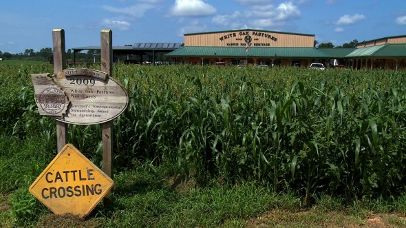 White Oak Pastures