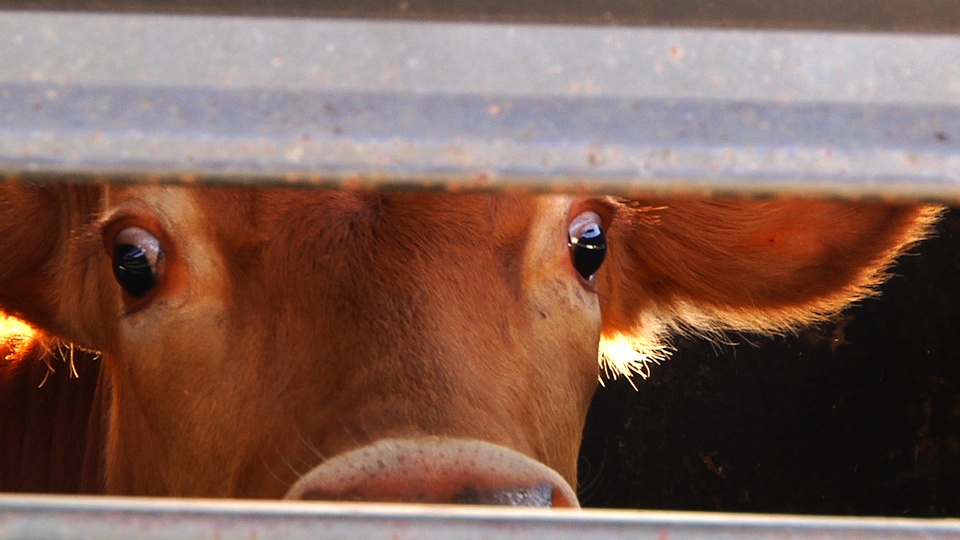 Close up of calf on trailer with sun