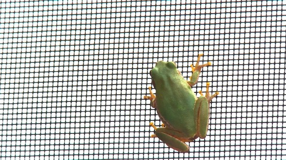 Frog on screen door