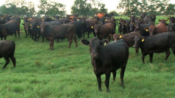 White Oak Pastures Cattle