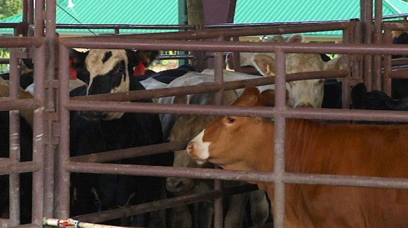 cows in holding pens at White Oak Pastures