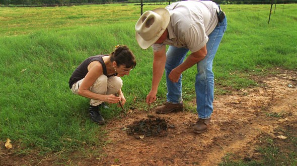 Digging for Dung Beatles