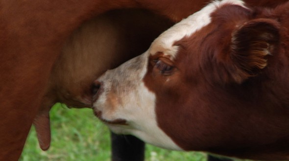 Calf Nursing