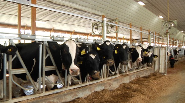 Cows in barn in arow