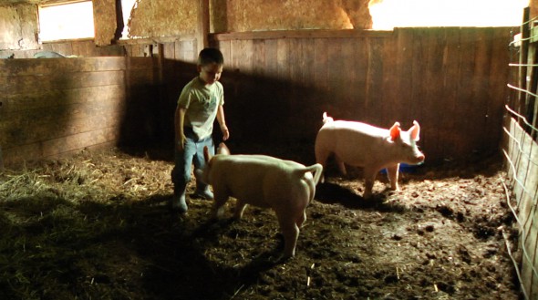 Duke with Pigs