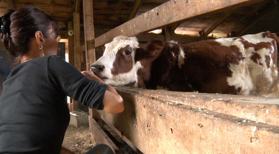 5. Vegetarianism - Audrey with Calf