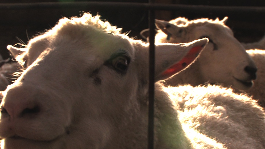 Crescent Moon Farm Lambs to Slaughterhouse