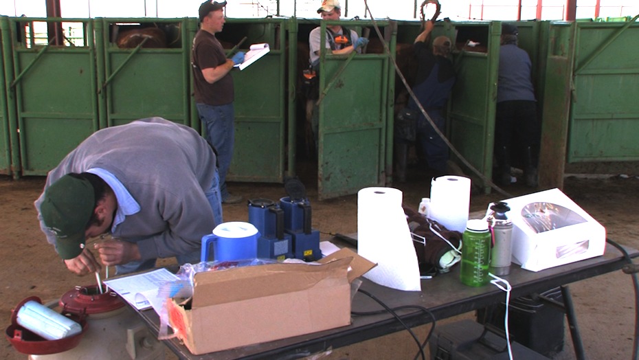 Artificial Insemination of Cattle at Colorado State University