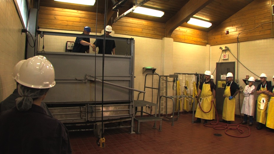 Cattle Processing at SUNY Cobleskill