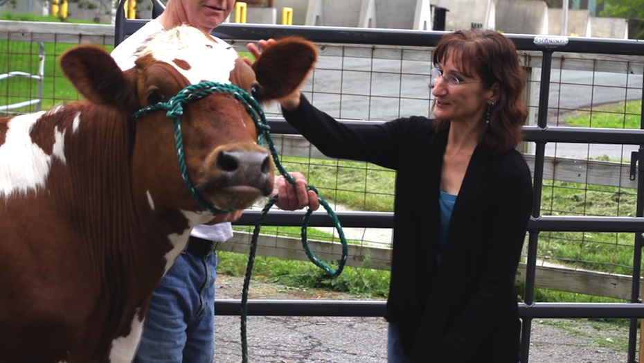 Cattle Arrive at SUNY Cobleskill
